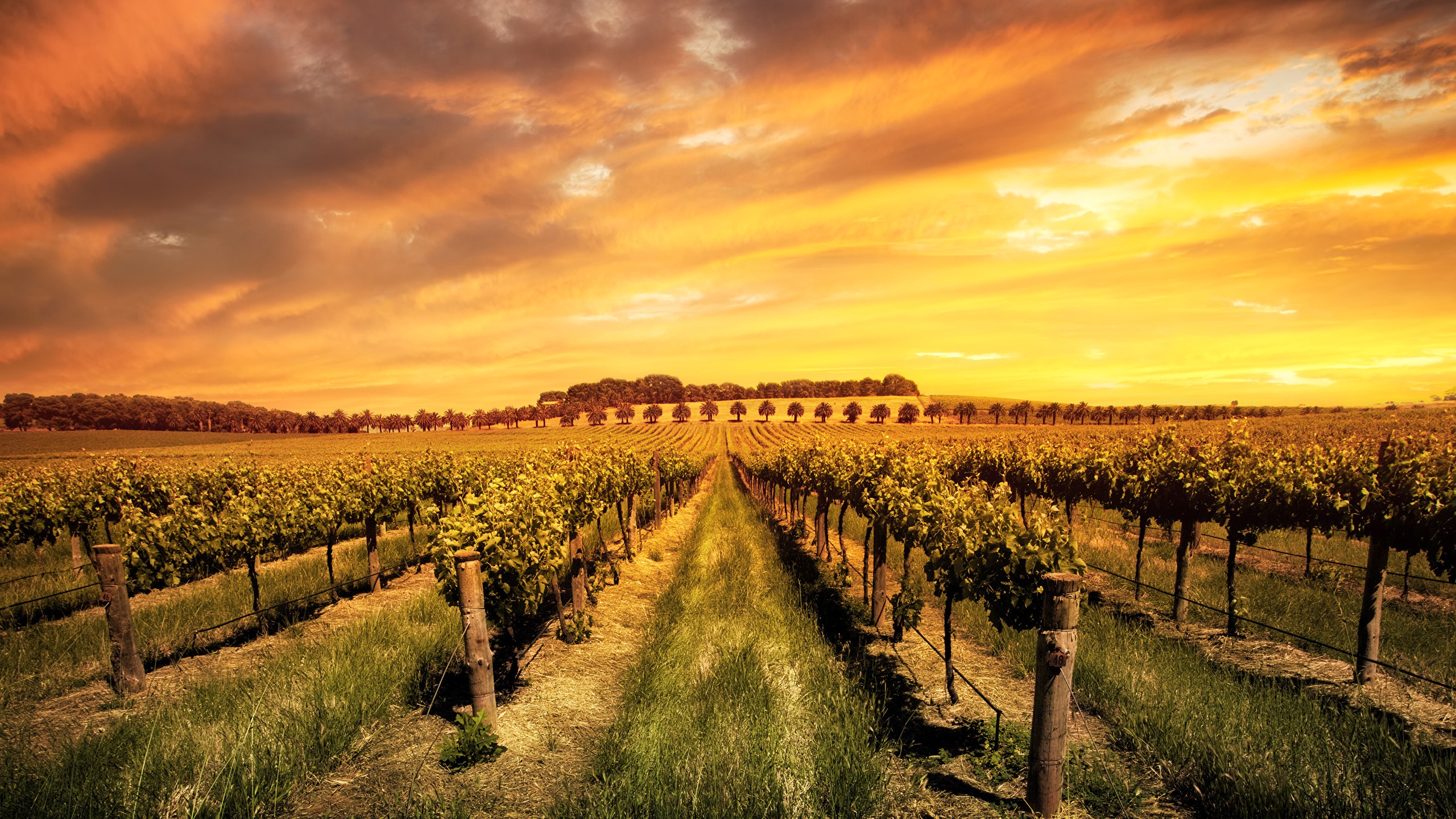 Australia vineyard