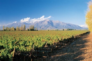 Chilean vineayrd